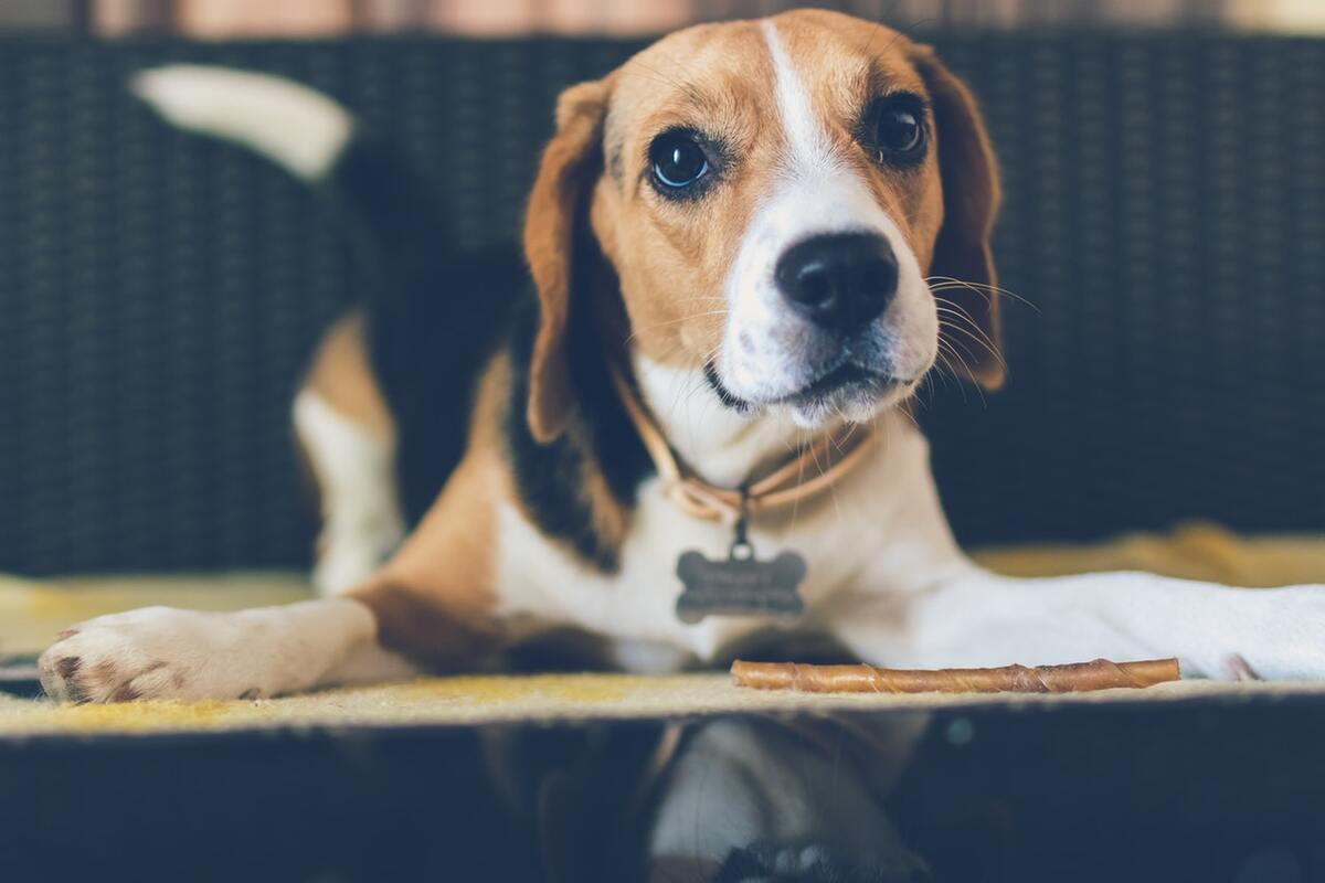 beagle dog